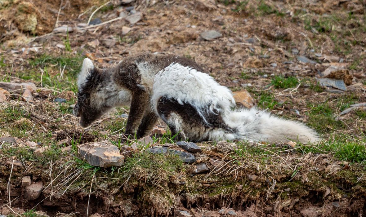 JOIN US ON OUR ARCTIC TOURS arctic-fox