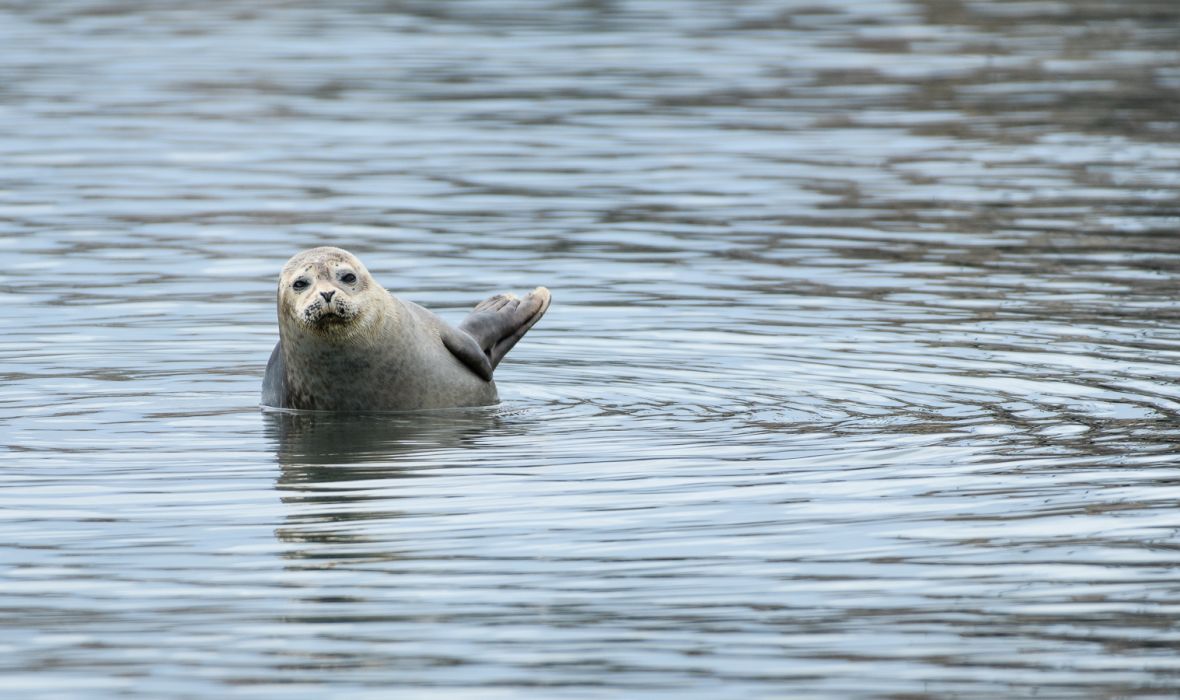 Baby harbour seals can swim within minutes of being born