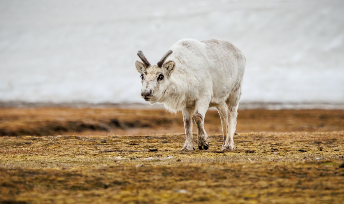 A Svalbard reindeer in the tundra