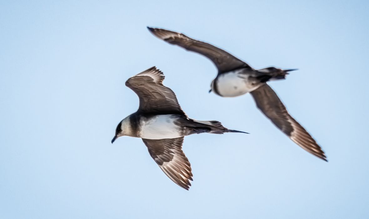 Arctic Skuas soaring over icy seas