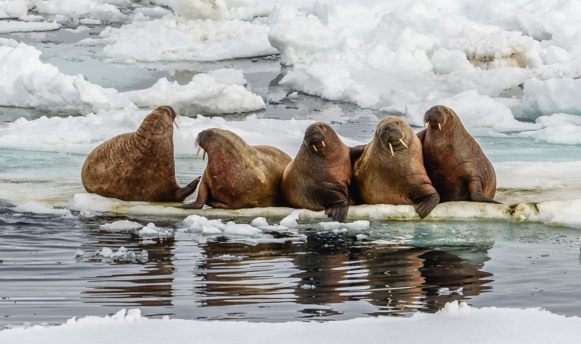 Group of walruses resting atop drifting sea ice under the Arctic sky.