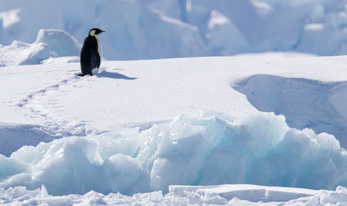 An emperor penguin on the icy terrain of Charlotte Bay, Antarctica.