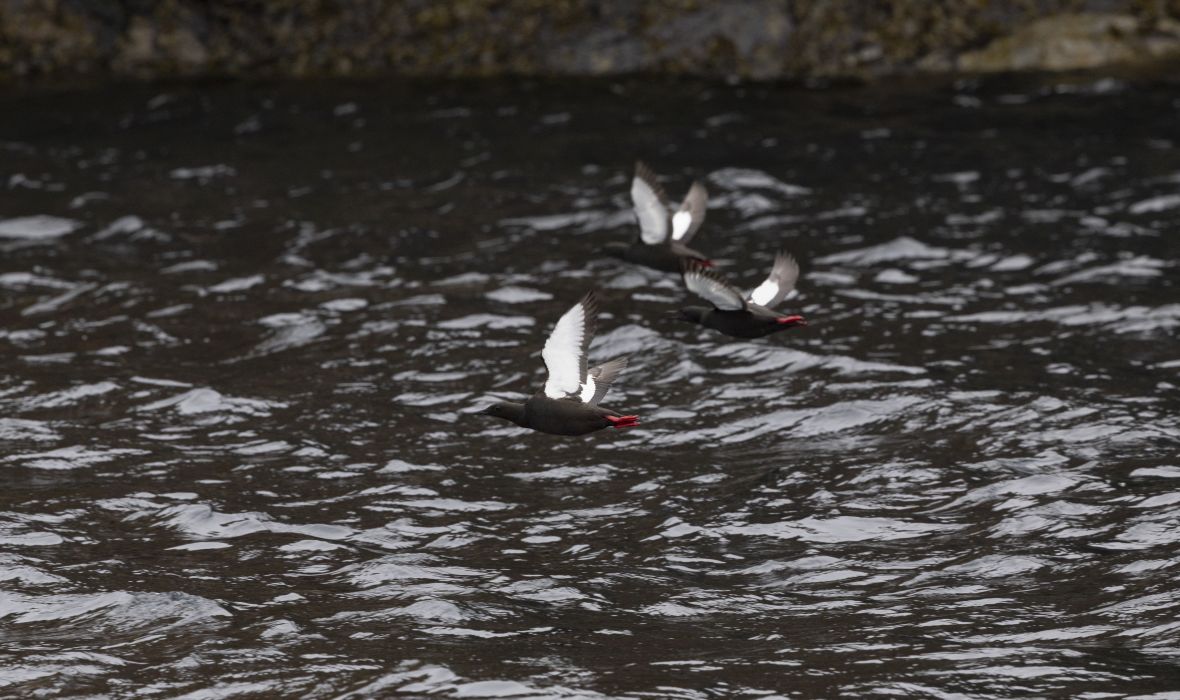 Now you know! That bird black and white over Arctic waters is definitely a Black Guillemot.