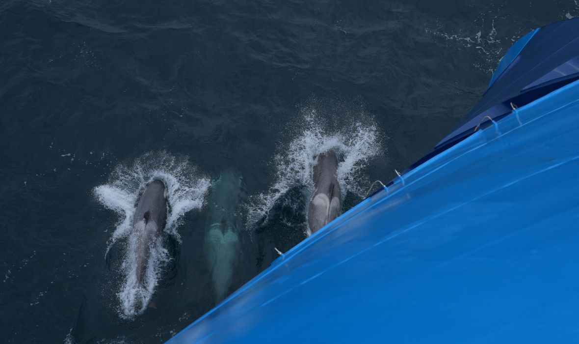 Three orcas swim powerfully close to Albatros Expedition vessel