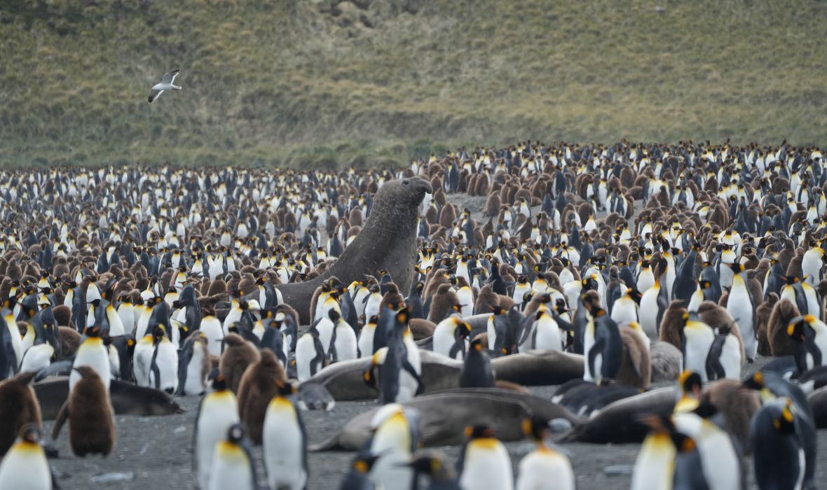 Southern elephant seal surrounded by king penguins