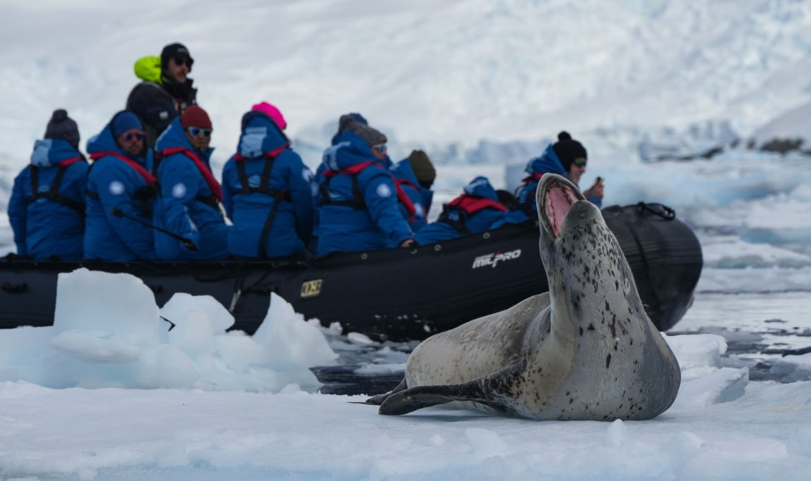 See one of the fascinating sea leopards during your voyages with Albatros Expeditions!