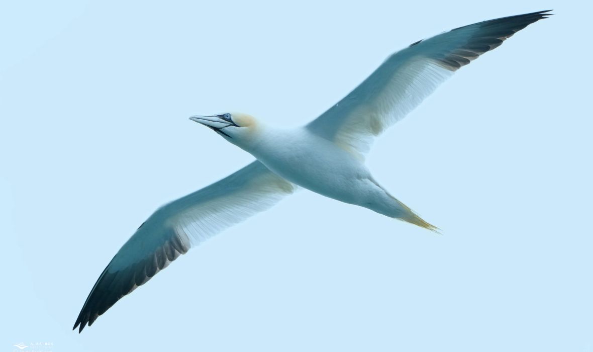 Northern gannet flying