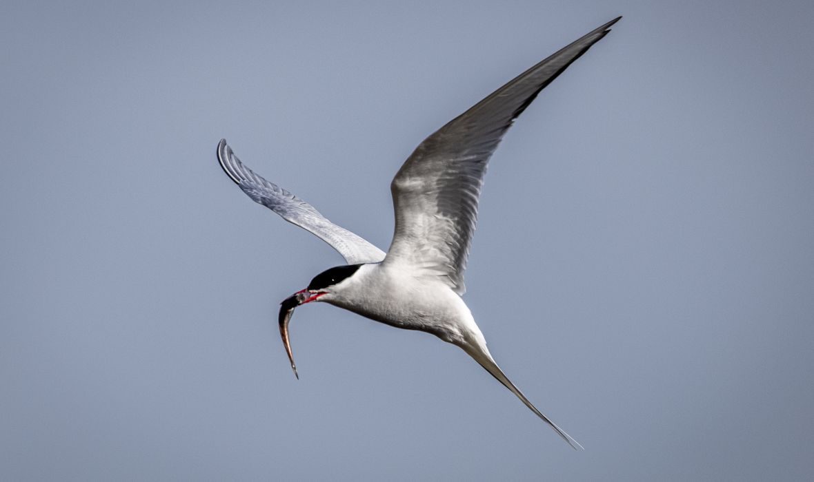 Arctic Tern in flight, fish in beak, mission complete.