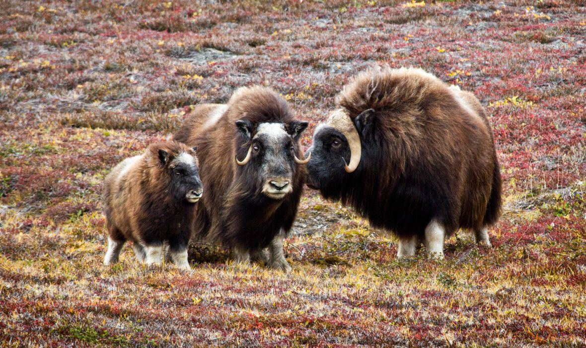 Muskoxen and their calf stand close together, showcasing their thick Arctic coats and powerful presence.