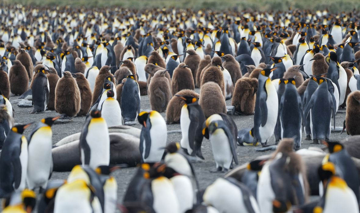 King penguins and their fluffy brown chicks gathered