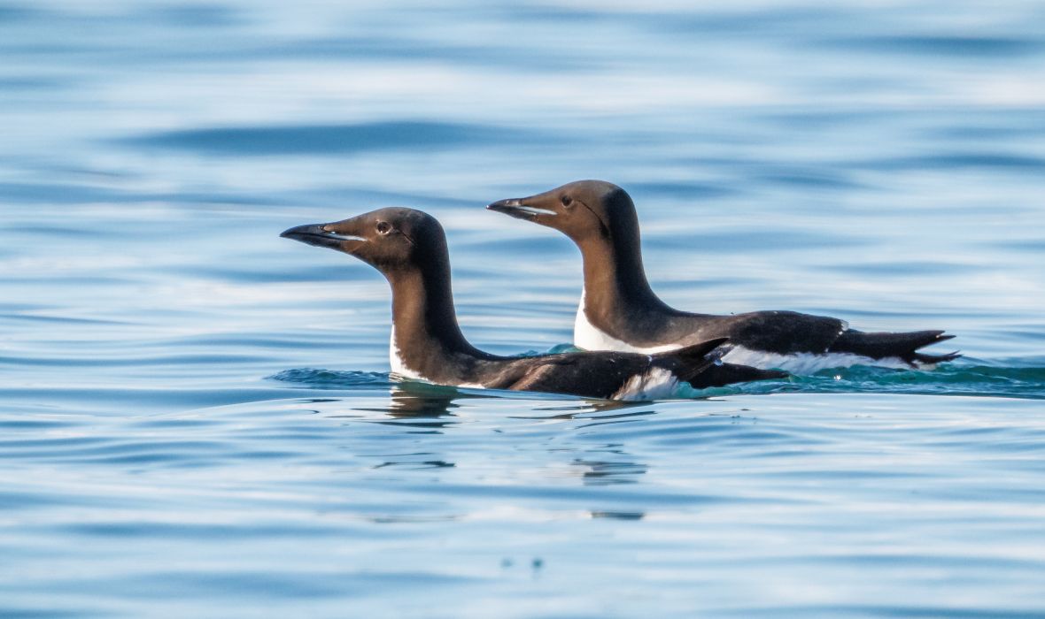 Two Common Guillemots glide gracefully through calm Arctic waters