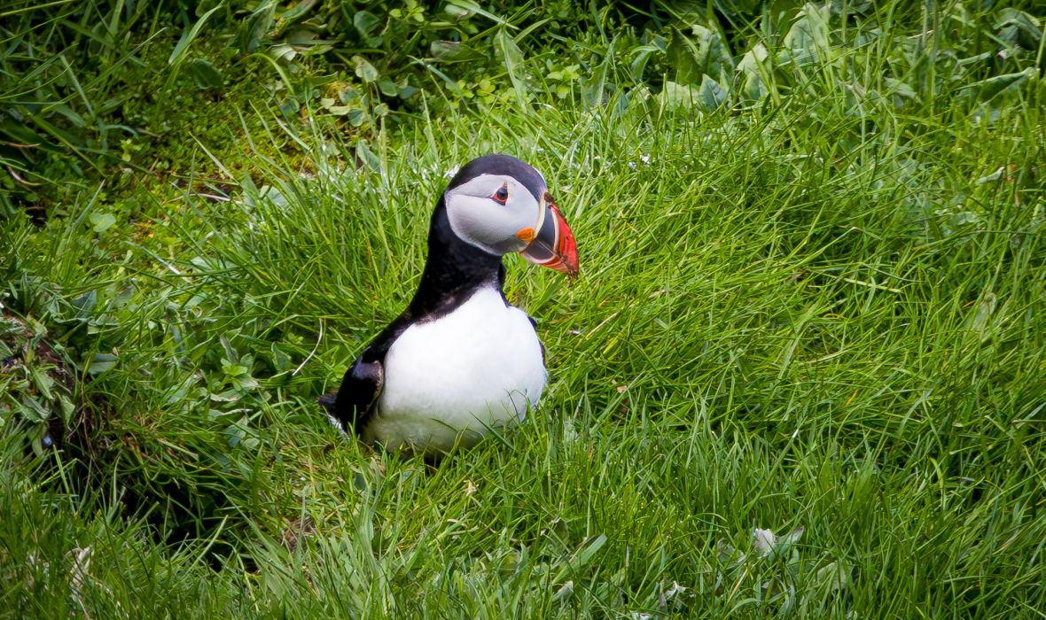 Albatros Expeditions provides a once-in-a-lifetime journey to witness these fantastic birds!