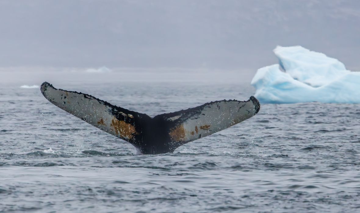 Each humpback whale tail tells a unique story in the ocean