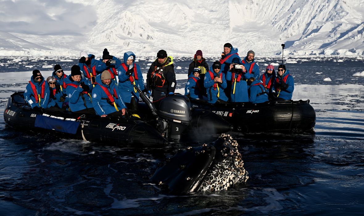 Breathtaking encounter with a humpback whale during the Chichester Fournier Bay expedition in Antarctica