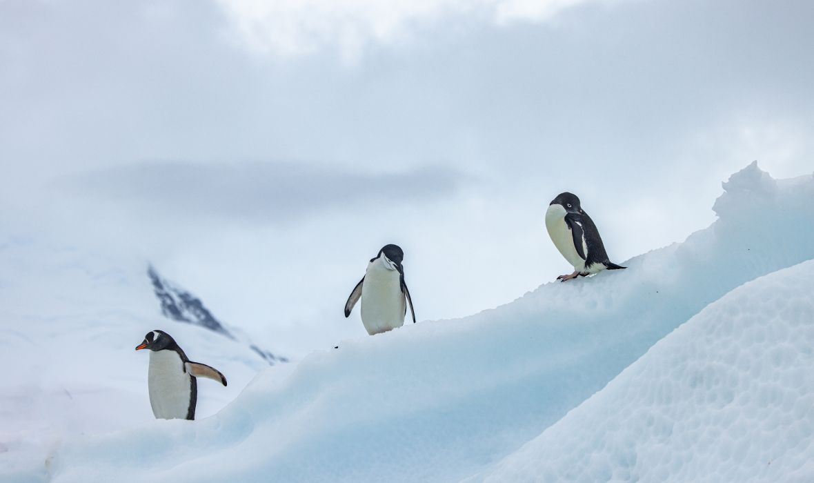 Incredible photo of the encounter between a Gentoo penguin (left), chinstrap penguin (middle), and Adelie penguin (right)