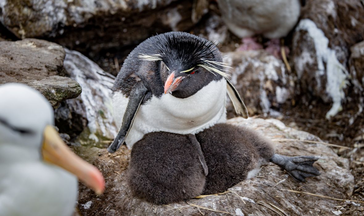 A Macaroni penguin resting peacefully with its chicks.
