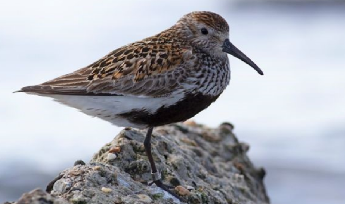 Side view of a Dunlin in its summer plumage on mossy ground