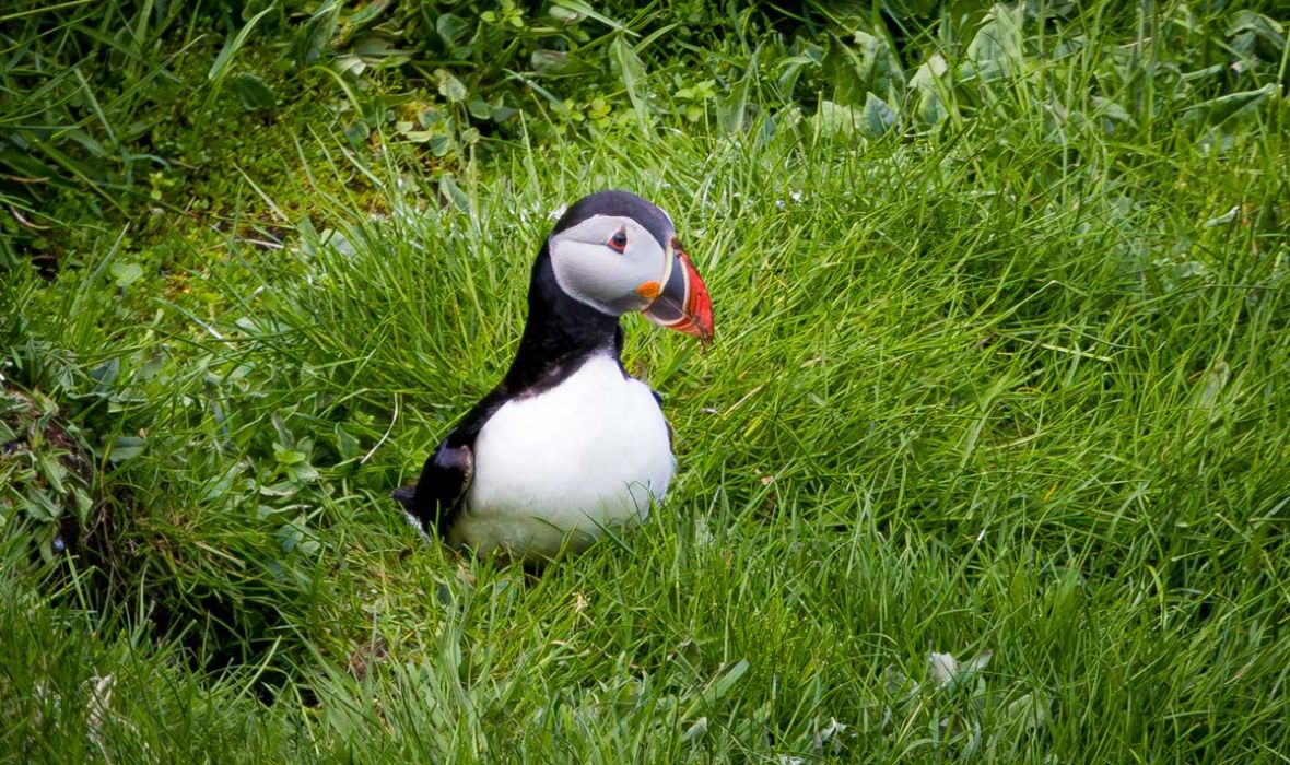 Atlantic puffin surrounded by grass spotted in Heimaey, Iceland 