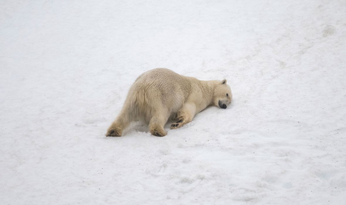 Nap mode activated! Polar bear in the snow at Smeerenburg
