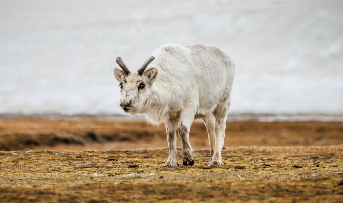 Calf observed during our expedition to Andreetangen, Svalbard A Svalbard reindeer calf in the tundra at Andreetangen
