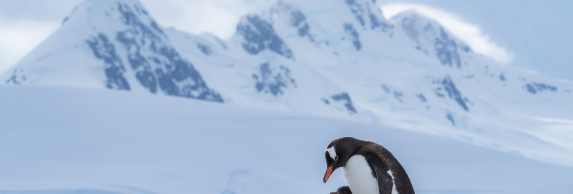 A Gentoo Penguin protecting its precious chick