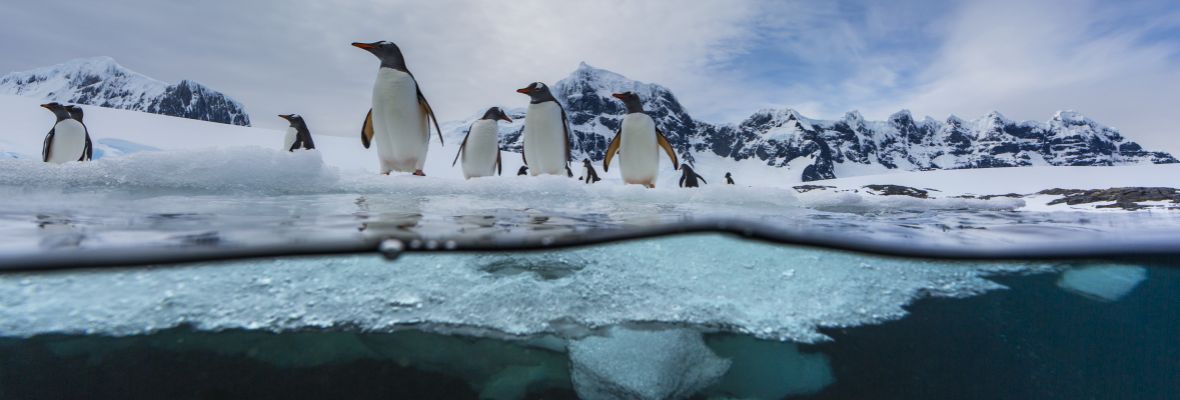 Seal's-eye view of Gentoo Penguins