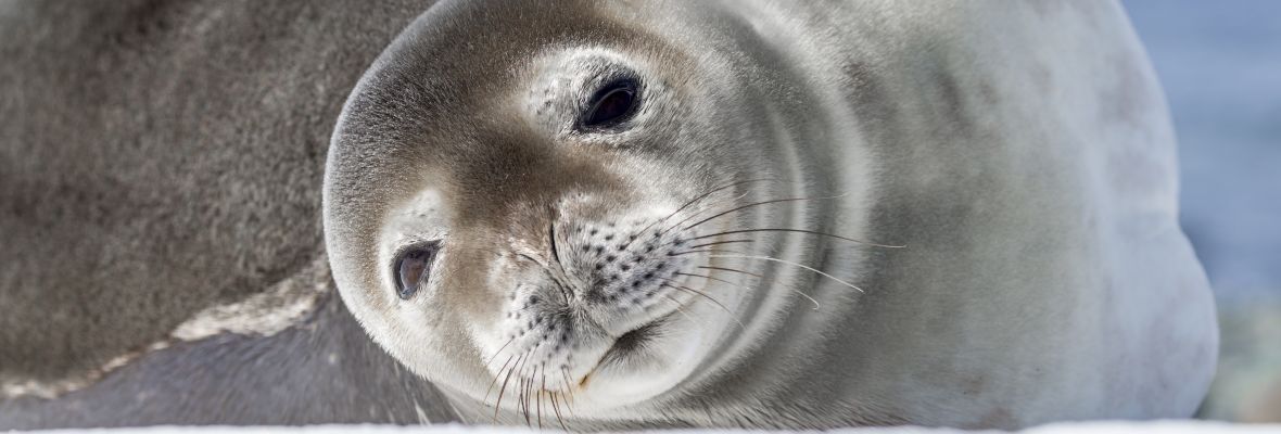A weddell seal inspects a photographer