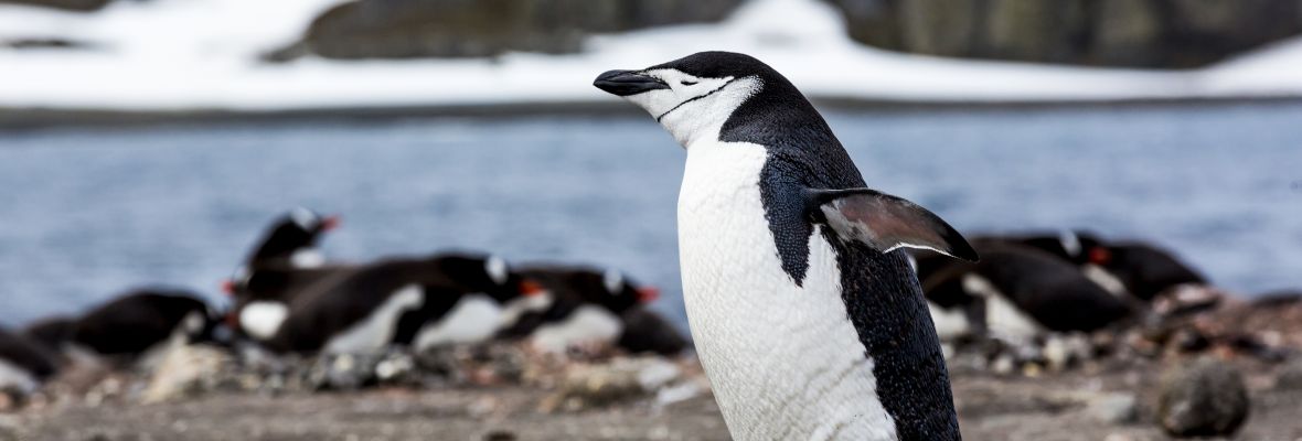 Chinstrap Penguin on the move