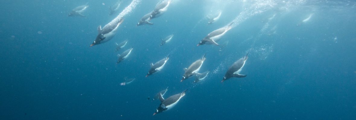 Gentoo Penguins dive for food