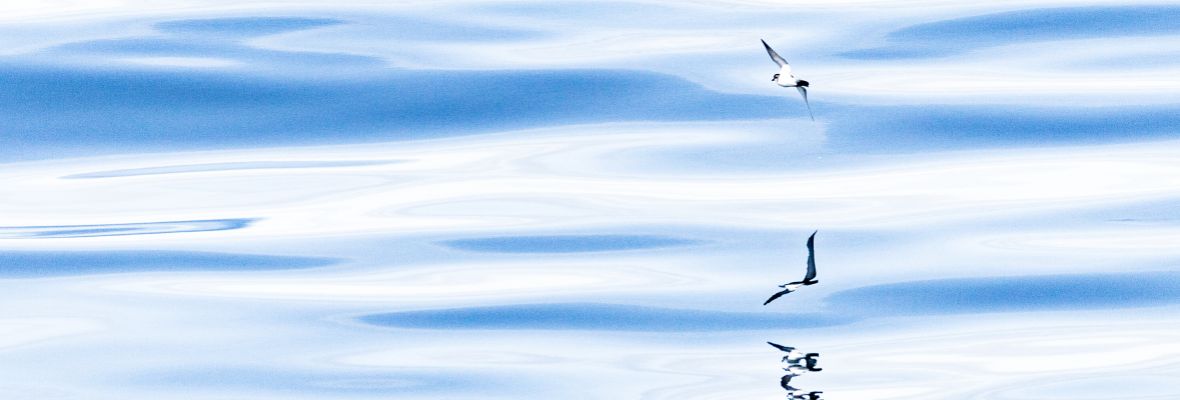 A petrel glides over the Southern Ocean