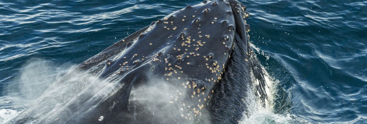 A humpback whale comes up for air