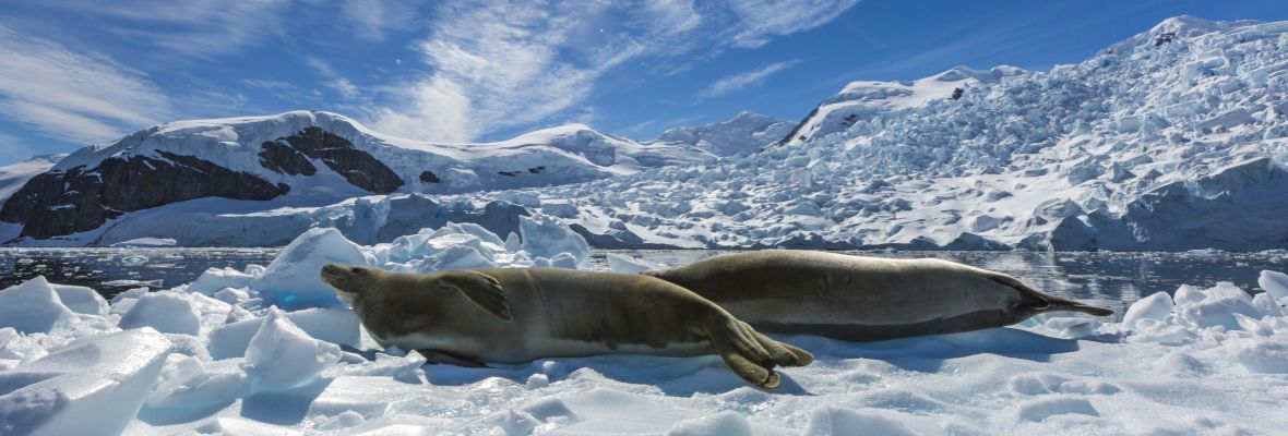 Crabeater seals bask in the sunshine Crabeater seals bask in the sunshine