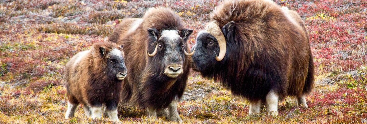 Muskoxen, photographed on Ymer island (Northeast Greenland) Muskoxen, photographed on Ymer island (Northeast Greenland)