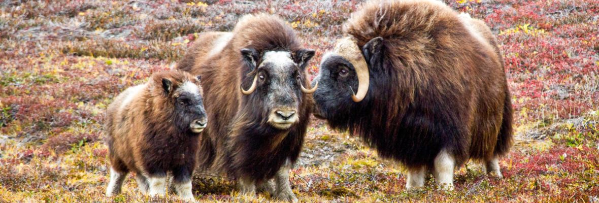 Muskox, Ymer Island