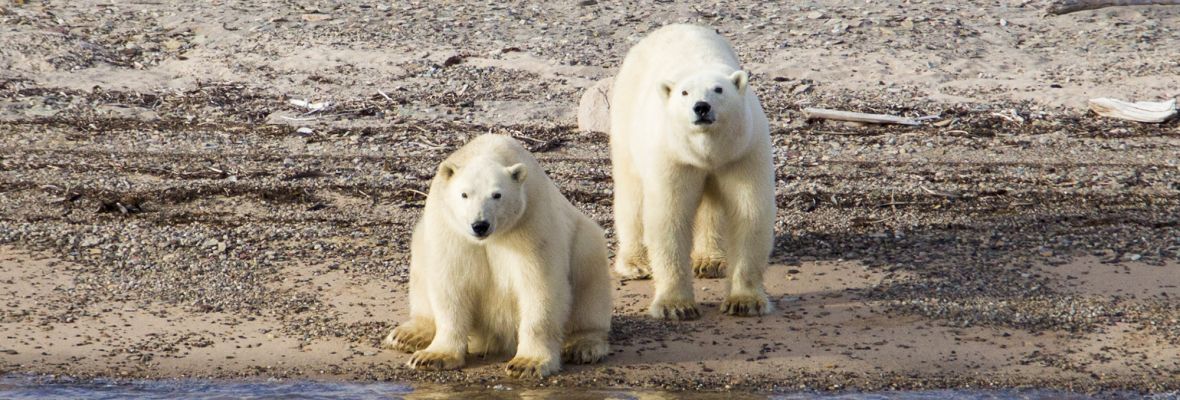 Polar bears spotted at Ella island, Northeast Greenland National Park Polar bears spotted at Ella island, Northeast Greenland National Park