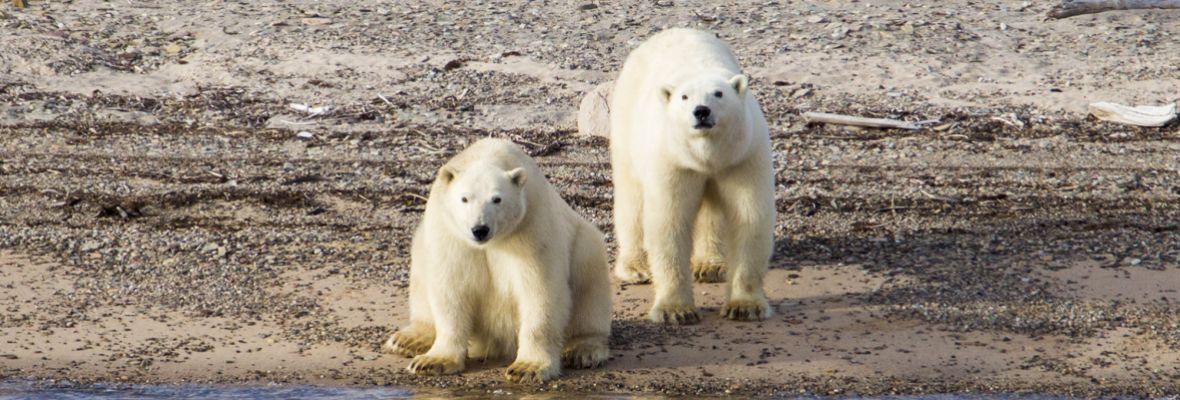 Polar bears at Ella Island