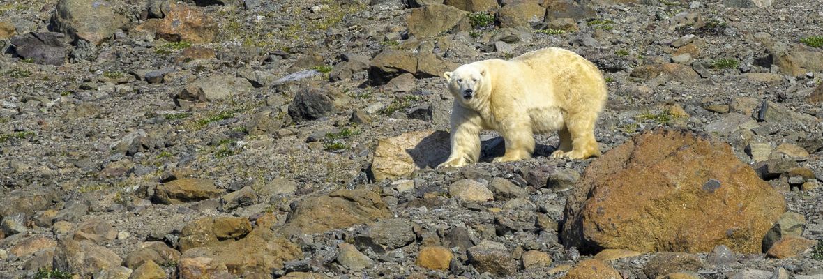 Polar bears in Northeast Greenland Polar bear in Northeast Greenland
