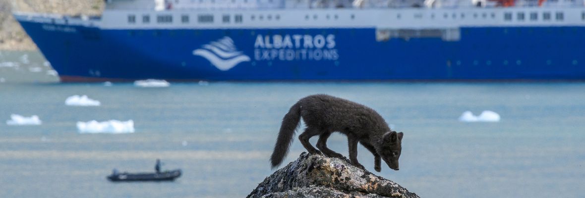 Arctic fox Arctic fox