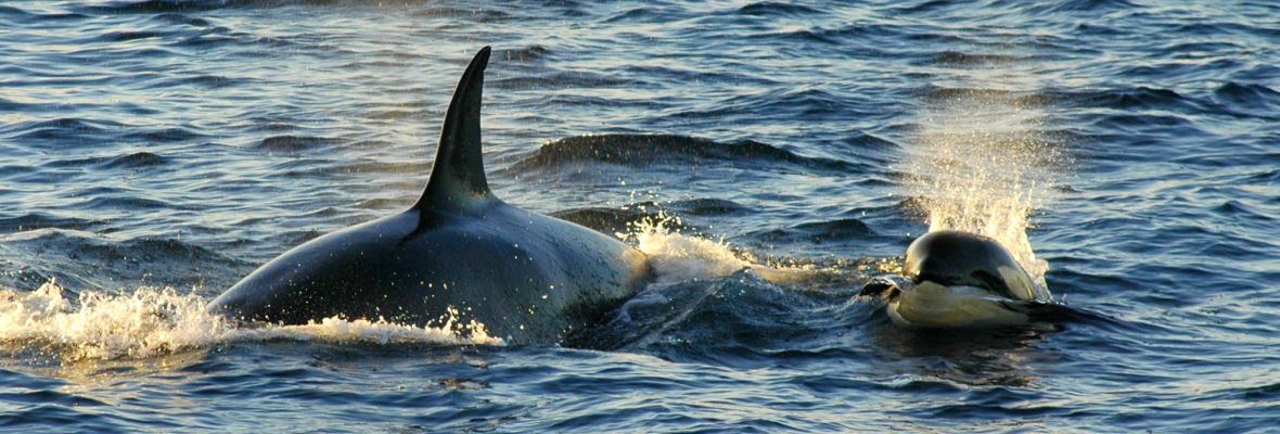 Orcas along the coast of East Greenland