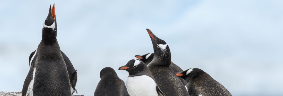 Gentoo Penguins squabble for position Gentoo Penguins squabble for position