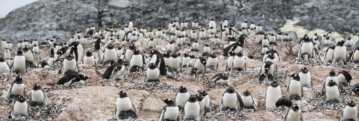 Backs to the wind, Gentoo Penguins nurse their chicks