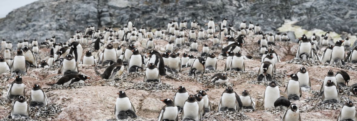Backs to the wind, Gentoo Penguins nurse their chicks Backs to the wind, Gentoo Penguins nurse their chicks