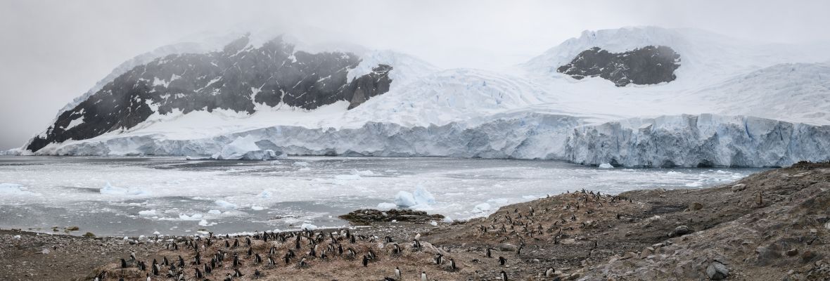The penguins and glaciers of Neko Harbour