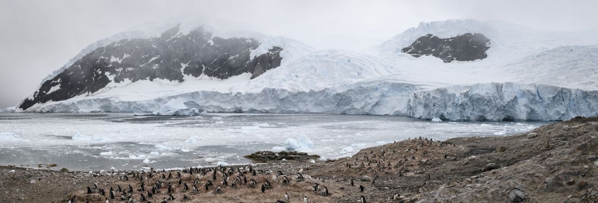 The penguins and glaciers of Neko Harbour The penguins and glaciers of Neko Harbour
