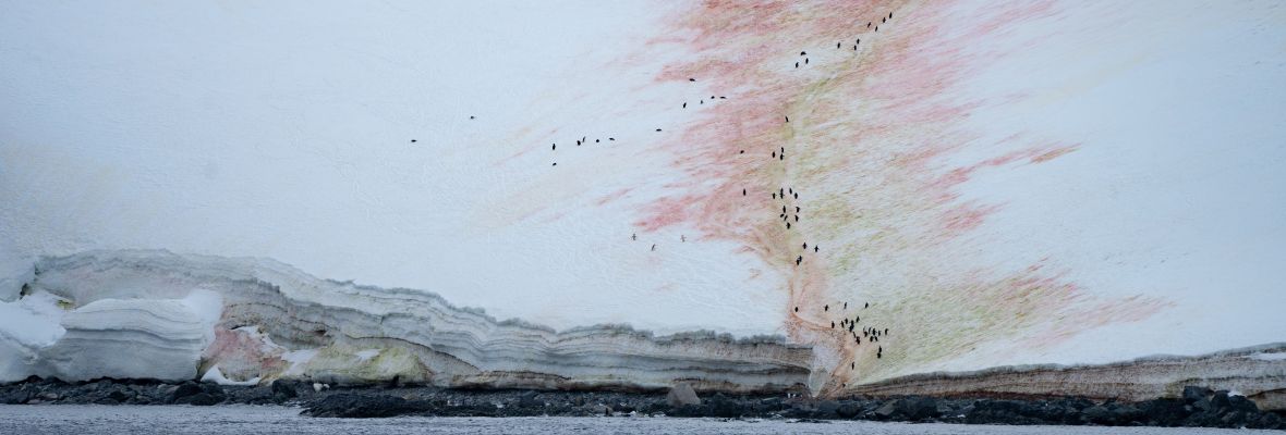 Penguins marching through the snow to their nests, Orne Harbour, Antarctica