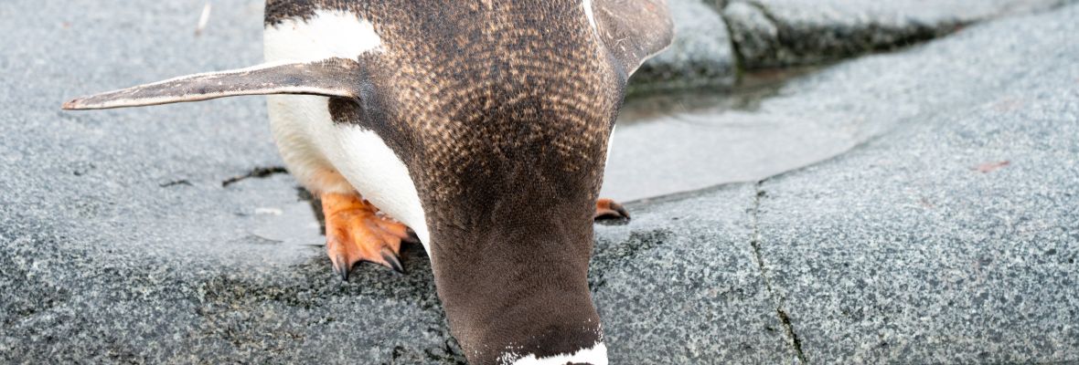 A Gentoo Penguin takes a drink