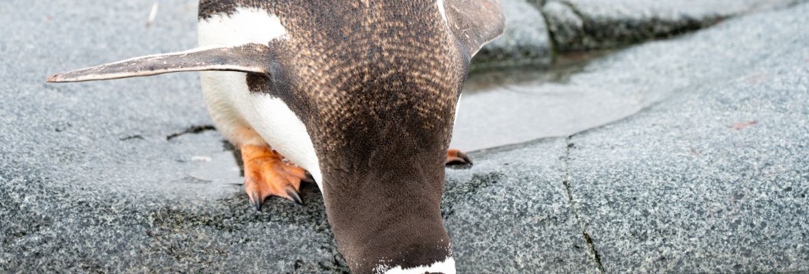A Gentoo Penguin takes a drink A Gentoo Penguin takes a drink