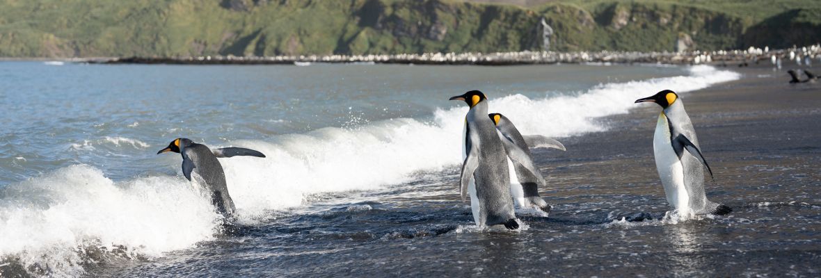 King Penguins heading out to sea