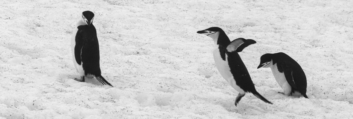 Chinstrap Penguins frolic in the snow