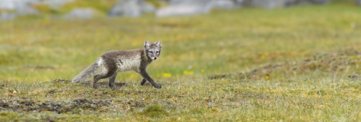 Polarfox in Svalbard